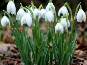 Пора подснежников