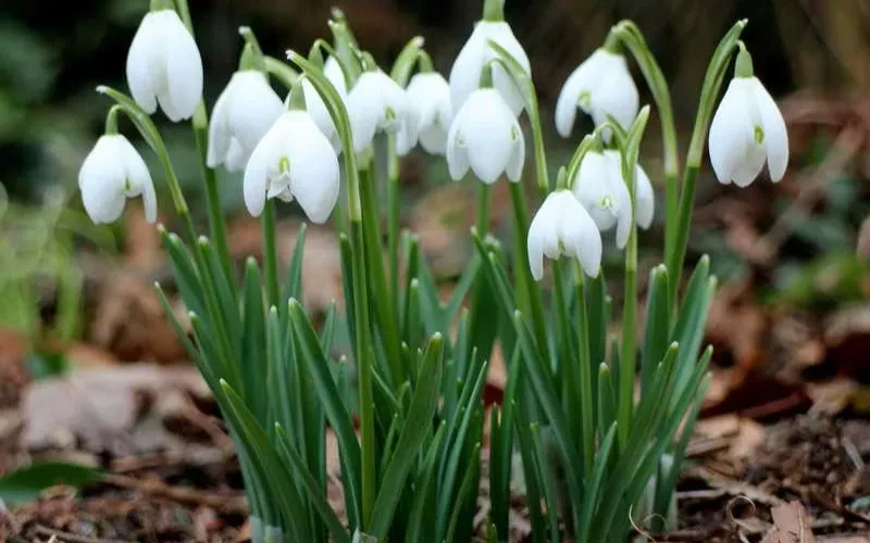 Пора подснежников