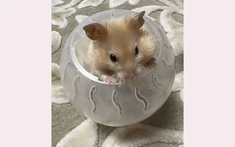" А я качу куда хочу"