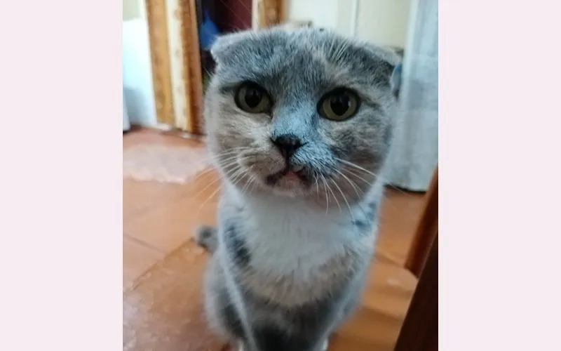 А кошка гуляет сама по себе и лишь по весне с котом